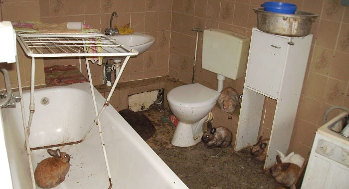 animal-hoarding-unsanitary-bathroom